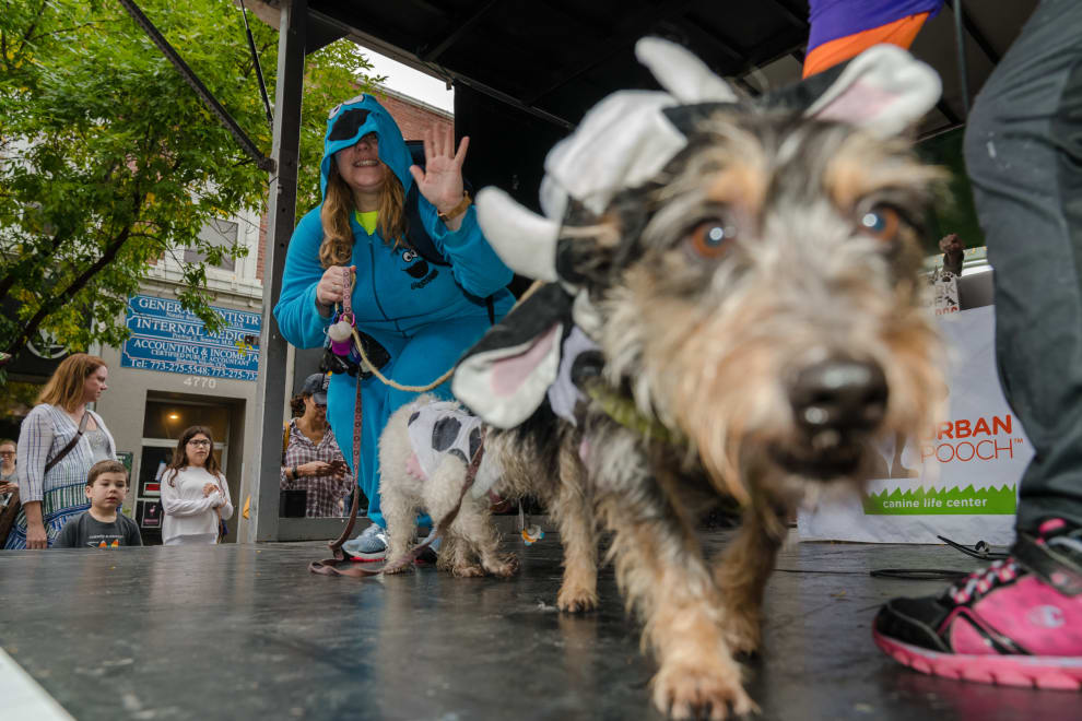 Apple Fest Pooch Costume Contest